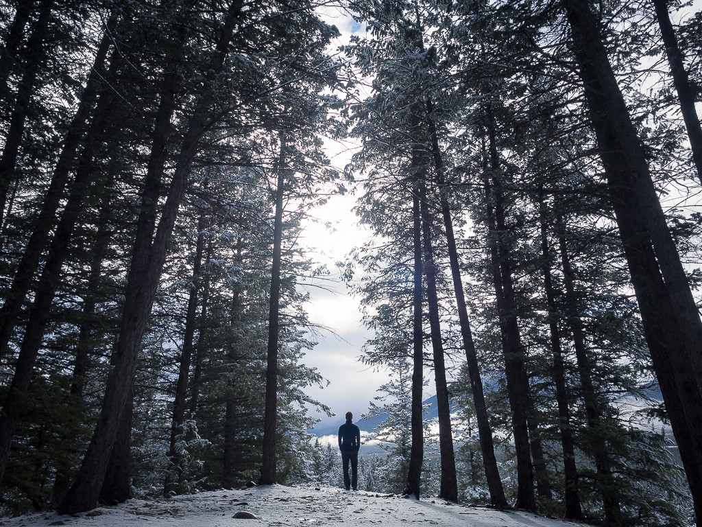 Wandering through the trees near the main Cabin