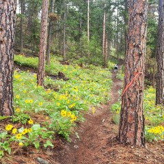 “Spring Rush” Trail Race Recap