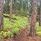 “Spring Rush” Trail Race Recap