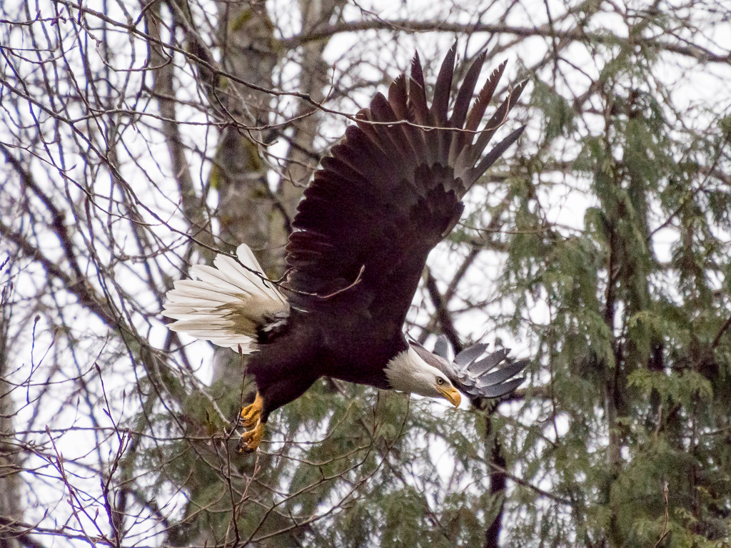 Sunwolf Eagle
